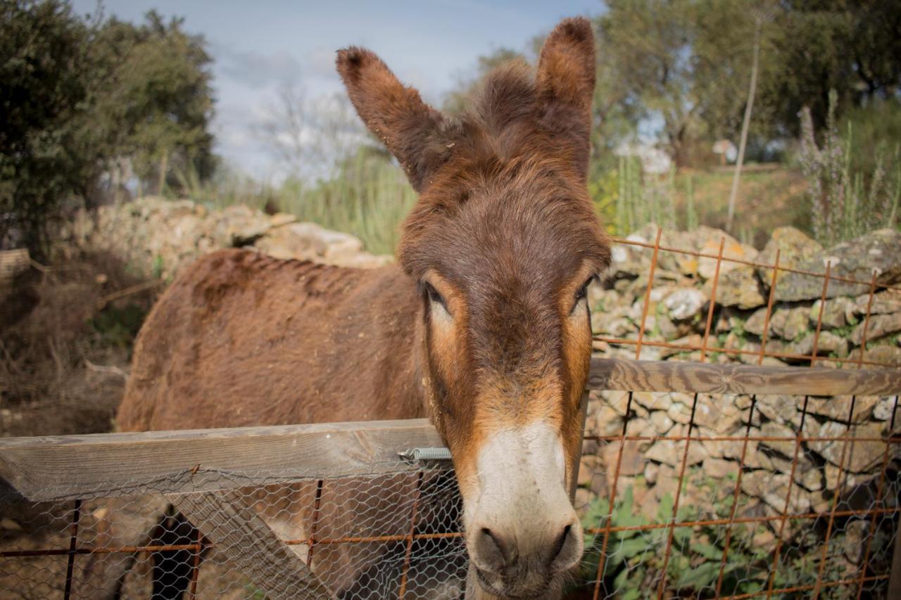 Alojamiento Rural Camino Beturia Cabeza la Vaca Exteriör bild